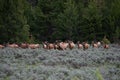 Herd of Elk running in Grand Teton National Park Royalty Free Stock Photo