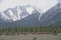 Herd of Elk Running at Mount Princeton Royalty Free Stock Photo