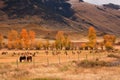 Herd of Elk Sharing Field With Horses
