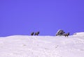 Herd elk in the snow