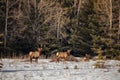 A herd of elk in snow Royalty Free Stock Photo