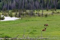 A herd of Elk standing on top of a lush green field Royalty Free Stock Photo