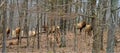 Herd of Elk Walking in a Forest Royalty Free Stock Photo