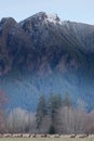 An Herd Elk in Washington Roaming in an open field Royalty Free Stock Photo