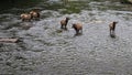 Herd of elks crossing the Oconaluftee river in Cherokee NC Royalty Free Stock Photo