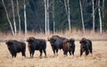 A Herd Of European Aurochs Grazing On The Field.Five Large Brown Bison On The Birch Forest Background.