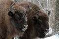 Herd of European bison mourn their dead cub in winter