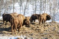 A herd of European bison feeding on winter mountains. Altai Republic