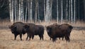 A Herd Of European Bison Grazing On The Field.Five Large Brown Aurochs Bison bonasus On The Birch Forest Background. Five Bull Royalty Free Stock Photo