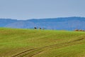 Herd of European roe deer grazing on agicultural fields.South Moravia.Czech Republic. Royalty Free Stock Photo