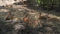 Herd of exotic deer laying down on muddy straw resting in sunny day in zoo. group of deer relaxing. wildlife animal living for Royalty Free Stock Photo