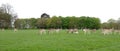 Herd of Fallow Deer / Dama dama grazing on grass in a meadow Royalty Free Stock Photo