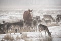 Herd of fallow deer Dama dama walking around in misty winter day accompanied by domestic horse Royalty Free Stock Photo