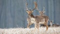 Herd of fallow deer in winter with frost covering dry grass in nature Royalty Free Stock Photo