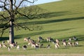 Fallow Deer, Dallam Deer Park, Milnthorpe, Cumbria