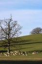 Fallow Deer, Dallam Deer Park, Milnthorpe, Cumbria