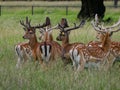 Herd of Fallow Deer / Dama Dama stand in the long grass in the park Royalty Free Stock Photo