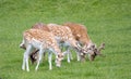 Herd of fallow deer at Dyrham Park country house Royalty Free Stock Photo