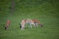 Herd of fallow deer at Dyrham Park country house Royalty Free Stock Photo