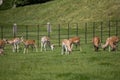 Herd of fallow deer at Dyrham Park country house Royalty Free Stock Photo