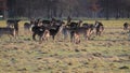 A Herd of Fallow Deer Early on a Frosty Morning with Birdsong, Ireland