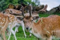 A herd of fallow deer graze in a long grassed meadow Royalty Free Stock Photo