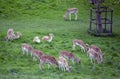 Herd of fallow deer grazing in Dyrham Park Royalty Free Stock Photo