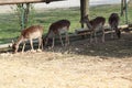 Herd of fallow deer grazing in a private enclosure- Royalty Free Stock Photo