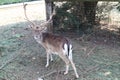 herd of fallow deer grazing in a private enclosure- Royalty Free Stock Photo