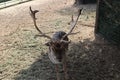 herd of fallow deer grazing in a private enclosure- Royalty Free Stock Photo