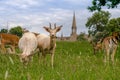 A herd of fallow deer Royalty Free Stock Photo