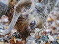 Herd of Fallow deer in misty autumn forest Royalty Free Stock Photo