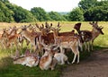 Herd of Fallow Deer in Richmond Park Greater London Uk. Royalty Free Stock Photo