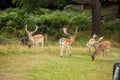 A herd of fallow-deer in Richmonds park Royalty Free Stock Photo