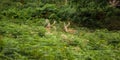 A herd of fallow-deer in Richmonds park Royalty Free Stock Photo