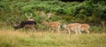 A herd of fallow-deer in Richmonds park Royalty Free Stock Photo