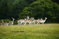 Herd of Fallow deer in the spotted summer coats Royalty Free Stock Photo