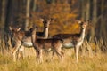 Herd of fallow deer standing on meadow in autumn nature.