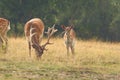 Herd of fallow deers in clearing Royalty Free Stock Photo