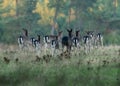 A herd of fallow deers crossing a field in October Royalty Free Stock Photo