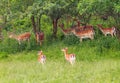 A herd of fallow deers on the green meadow Royalty Free Stock Photo