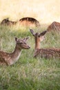 Herd of Fallow Deers lying on Meadow
