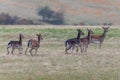 A herd of fallow deers running on a meadow in the White Carpathians in the Czech Republic