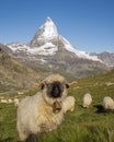 Herd of famous Valais black nose sheep near the Matterhorn mountain