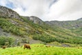 A herd of farm hairy cattle eating grass with mountain as background