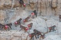 herd of female baboons with red swollen folds of skin around the buttocks signaling readiness for mating and conception and Royalty Free Stock Photo