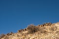 Herd of Female Barbury Sheep Climb Rocky Hillside Royalty Free Stock Photo