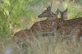 Herd of female chital Axis axis in Bandhavgarh National Park.