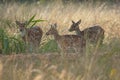 Herd of female chital Axis axis in Bandhavgarh National Park.