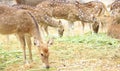 Herd of female deers